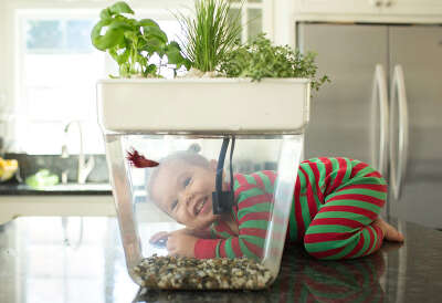 Набор для выращивания растений и ухода за рыбкой 