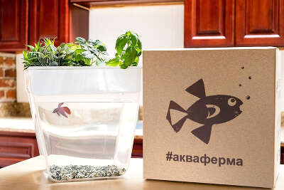 Набор для выращивания растений и ухода за рыбкой 